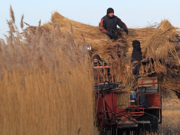 Na Zalewie Wiślanym ruszyły trzcinowe żniwa